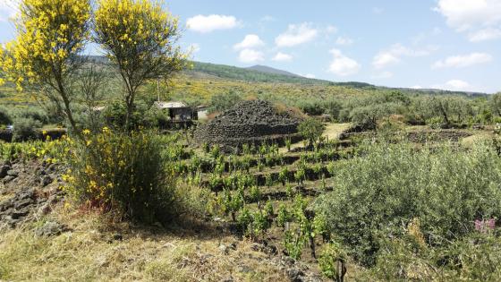 Old Vines, Pietradolce, Mount Etna